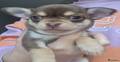 Chihuahua dogs - Advert 3