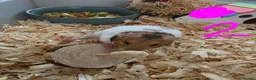 Hamster rodents for sale: Syrian hamsters various colours and genders - Advert 5