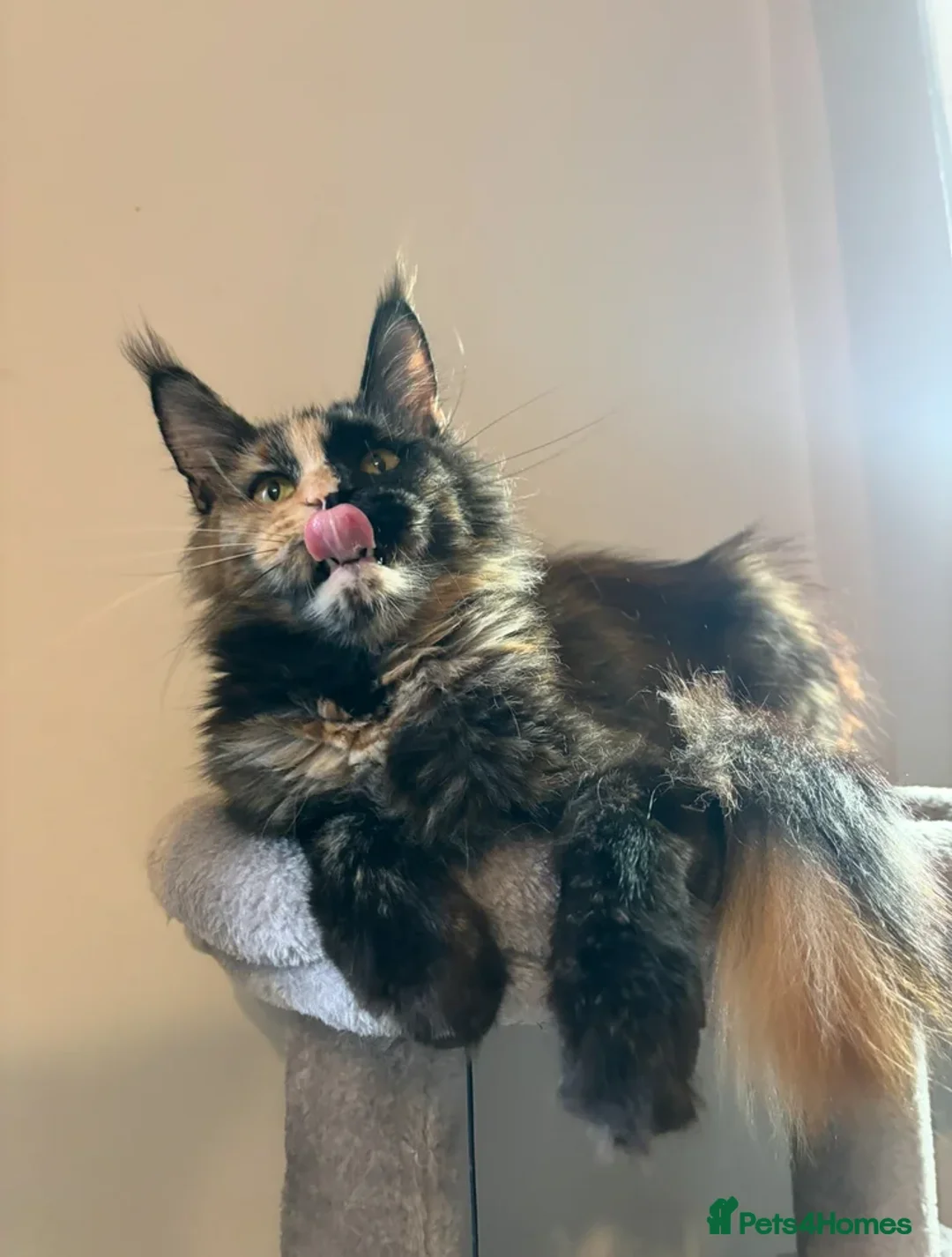 Maine Coon cats for sale: ✨2 GCCF Females Ready to go!✨ - Advert 15