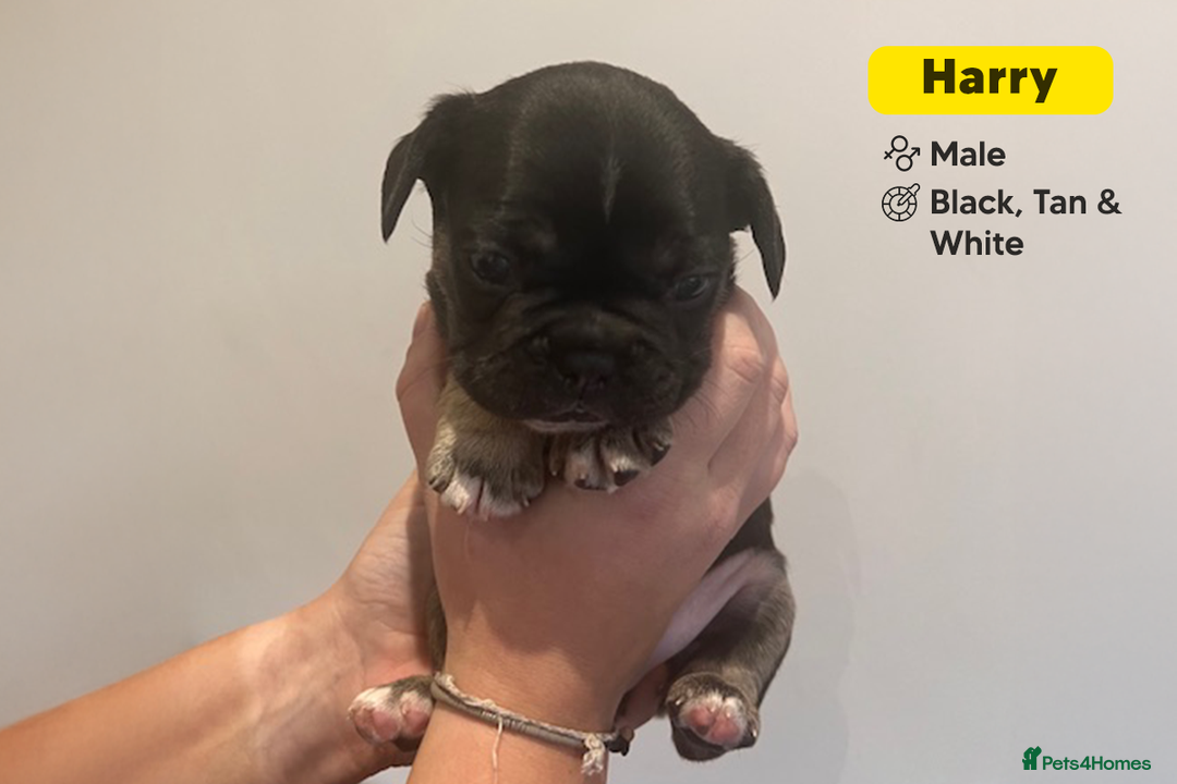 French Bulldog dogs for sale: Stunning KC Registered French Bulldog Puppies - Advert 6