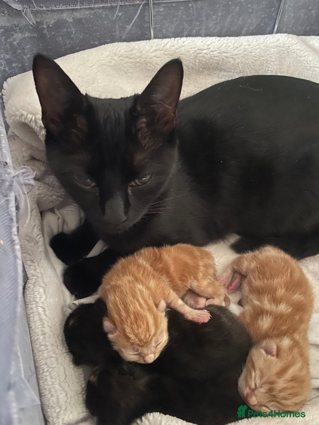 British Shorthair cats for sale: New born ginger and tortoiseshell  - Image 12