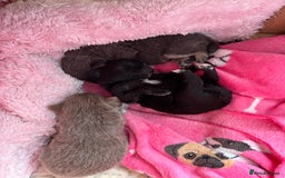 Pomchi dogs for sale: Primrose’s precious pomchi babies - Advert 13