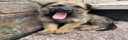 Mixed Breed dogs for sale: Loving puppies ready to leave  in Stoke-on-Trent - Advert 4