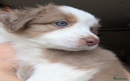 Australian Shepherd dogs for sale: 2 Female Australian Shepherd Puppies - Image 10