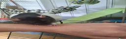 Rat rodents for sale: 2 pairs of girls needing homes. - Advert 6