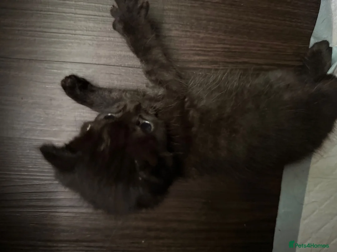 Mixed Breed cats for sale: 4 Beautiful Female Kittens in Basildon - Advert 13