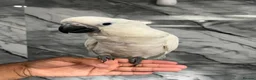 Cockatoo birds for sale: Baby HandReared Super Tame Cuddly Umbrella Cockato in Nottingham - Advert 3