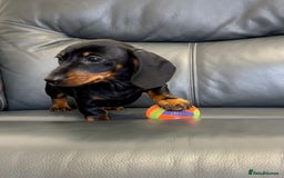 Dachshund dogs for sale: Miniature Male Dachshund puppy  - Image 3