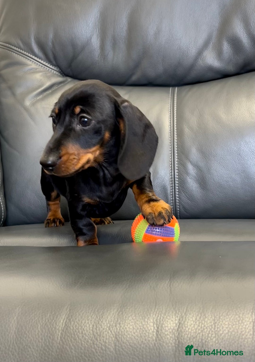 Dachshund dogs for sale: Miniature Male Dachshund puppy  - Image 3