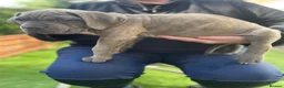 Cane Corso dogs for sale: Outstanding ICCF Cane Corso Pups, Family-Guardians - Advert 30