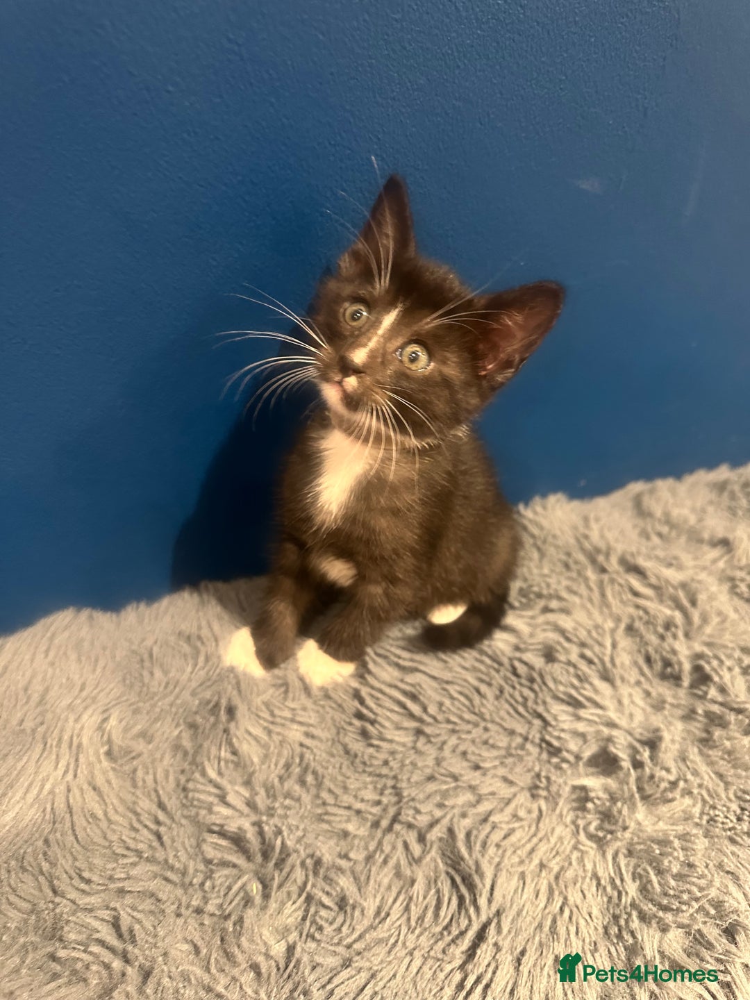 Bengal cats for sale: Queen boo 💕❤️ - Image 23