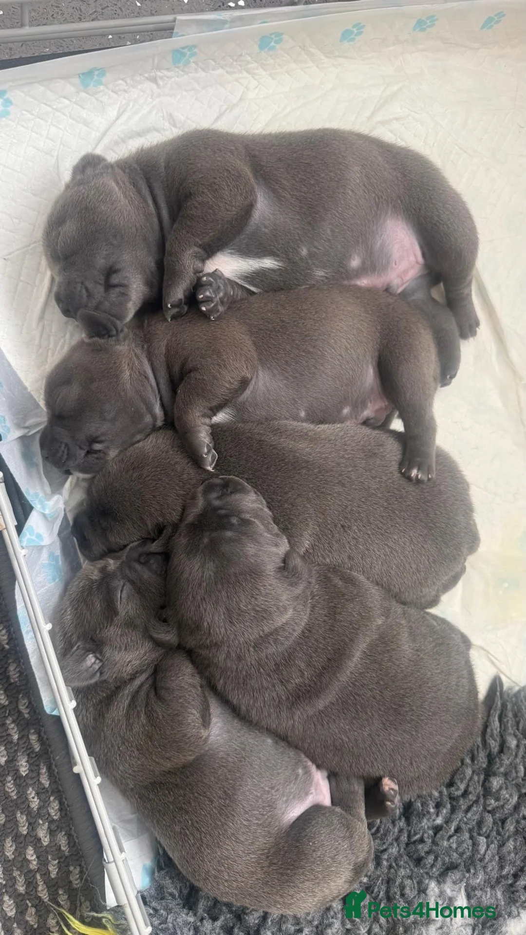 Staffordshire Bull Terrier dogs for sale: Blue Staffordshire bull terrier puppies  in Gravesend - Advert 2