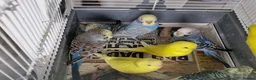Budgerigars birds for sale: Super silly hand tamed baby budgie - Advert 10