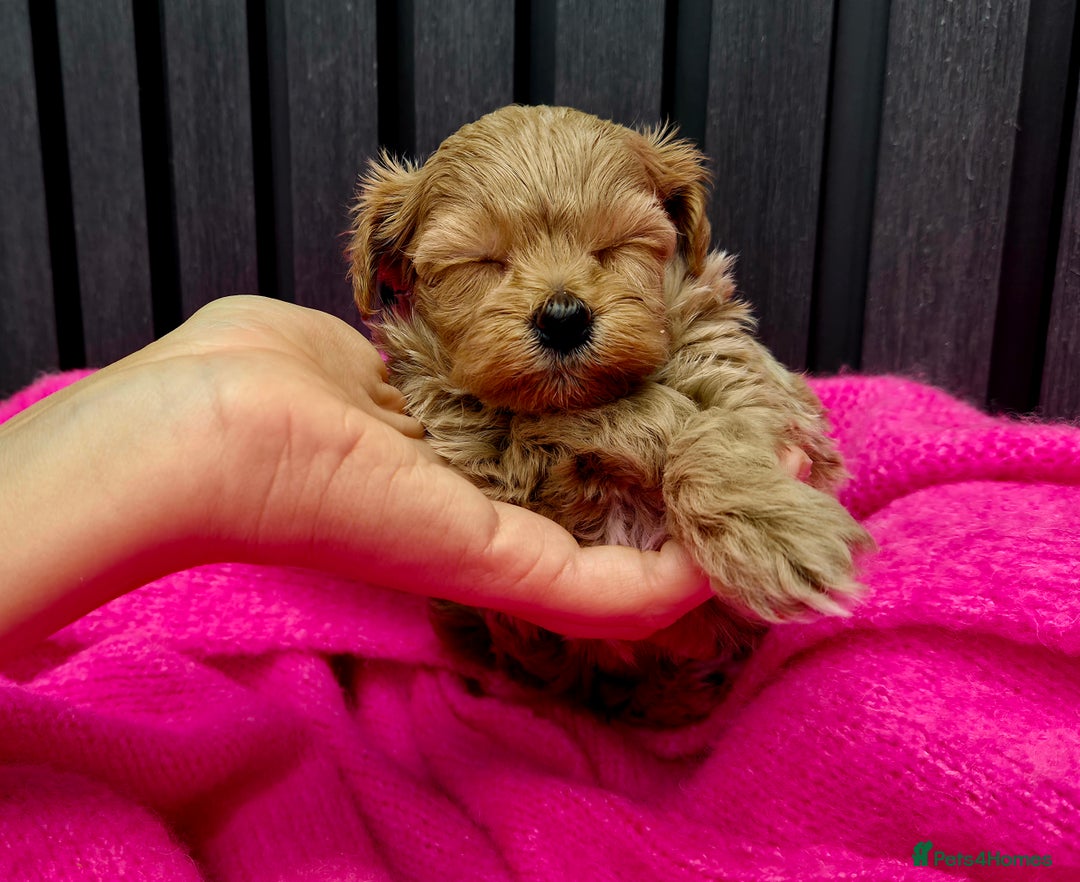 Maltipoo dogs for sale: Tiny Maltipoo Puppies for  sale - Image 13