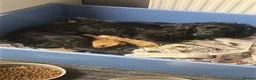 Cocker Spaniel dogs for sale: Working cocker spaniel puppies  - Advert 19