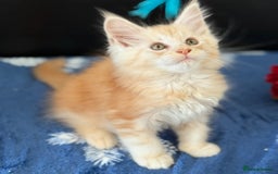 Maine Coon cats for sale: Pedigree MainCoon Kittens  - Image 6