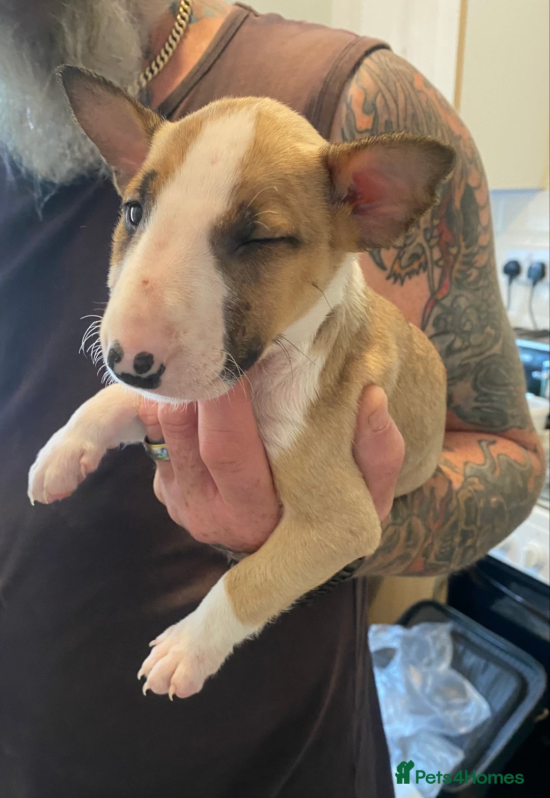 English Bull Terrier dogs for sale: !!! ENGLISH BULL TERRIERS FOR SALE !!! - Image 5