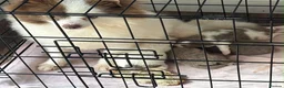 Pomeranian dogs for sale: Lilac parti pom poms  - Advert 2