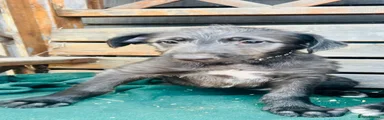 Deerhound 1