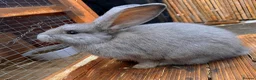 French Lop rabbits for sale: Continental x French lop 🩶 READY TO LEAVE NOW  - Advert 4