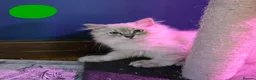 Siberian cats for sale: Beautiful Siberian kittens - Advert 5