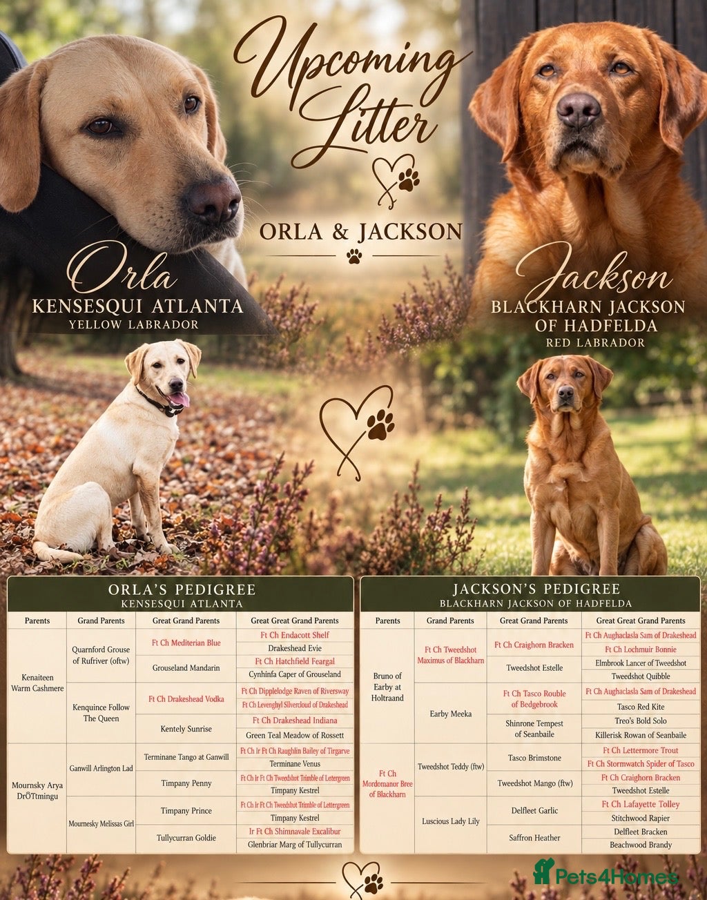Labrador Retriever dogs 7 KC Registered Labrador Puppies - Advert 12