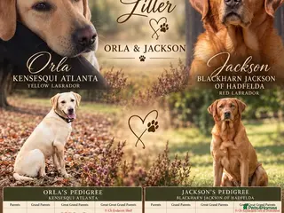 Labrador Retriever dogs 7 KC Reg Labrador champion bloodline Puppies - Advert 4
