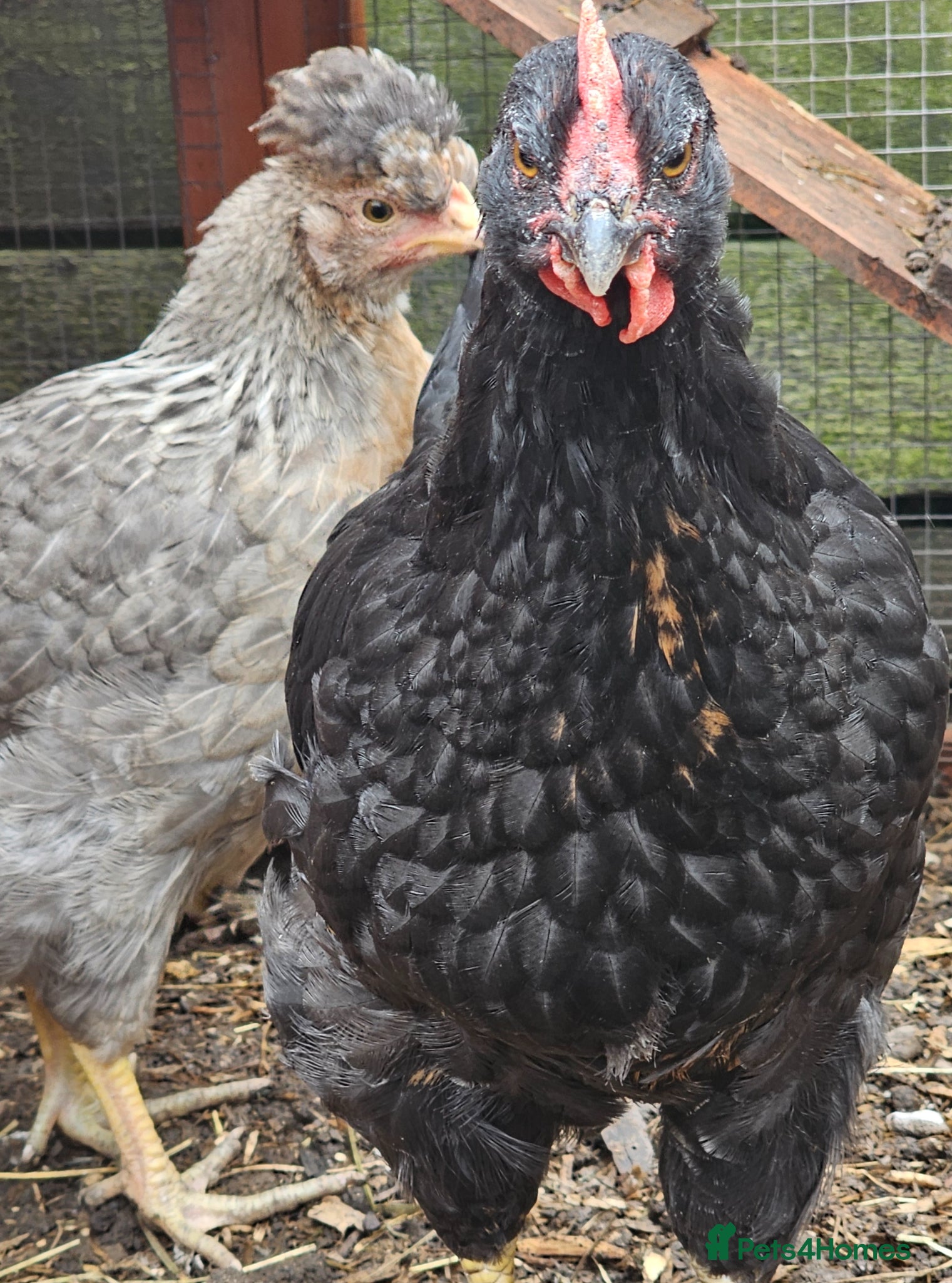 Chickens poultry for sale: 12 week old cockerels - Advert 8