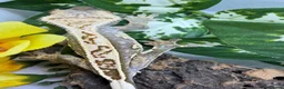 Gecko reptiles for sale: Crested Gecko Collection for sale  - Advert 18