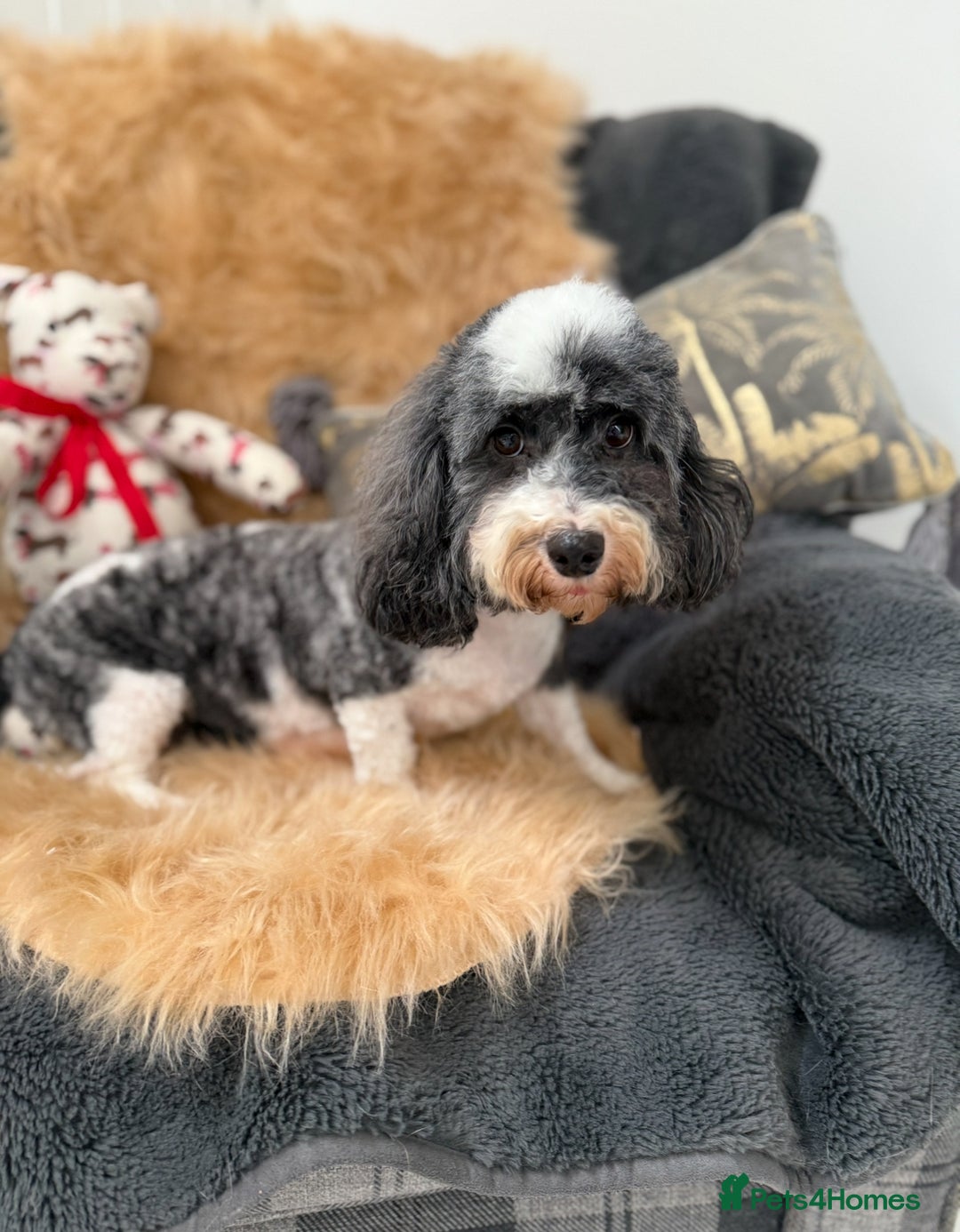 Shihpoo dogs for sale: 🩷 Beautiful Shihpoo Puppies available 💙 - Image 8