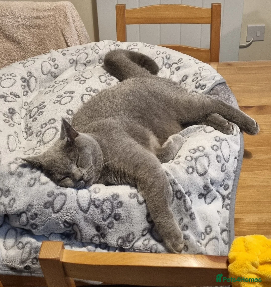 British Shorthair cats for sale: British shorthair blue  - Advert 1