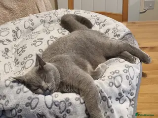 British Shorthair cats British shorthair blue - Advert 1