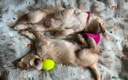 Labradoodle dogs for sale: Lily's Mini's - Multigen Mini Labradoodle Puppies - Image 40