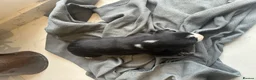 Mixed Breed dogs for sale: Stunning Whippet x Border Collie Pups - Advert 3