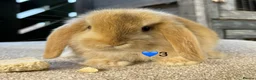 Mini Lop rabbits for sale: Mini lop litter in Newcastle upon Tyne - Advert 8