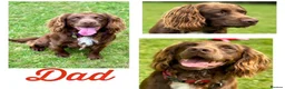 Sprocker dogs for sale: Sprocker Spaniel pups  in Stranraer - Advert 34