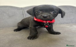 Chipoo dogs for sale: Stunning Chipoo Pups DNA Health Tested - Image 14