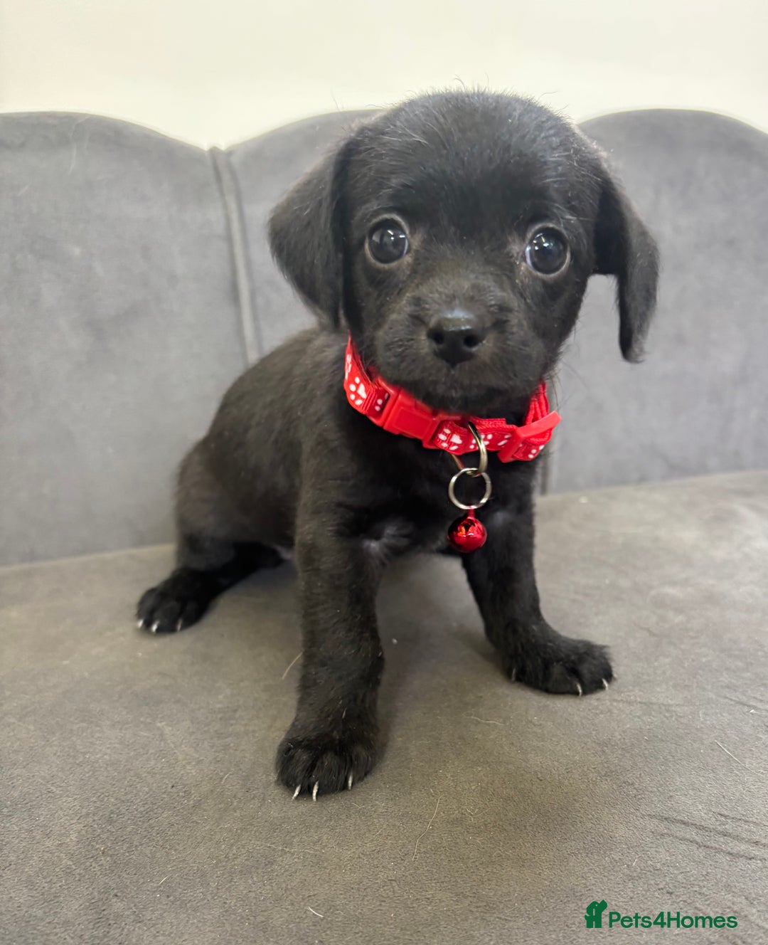 Chipoo dogs for sale: Stunning Chipoo Pups DNA Health Tested - Image 14
