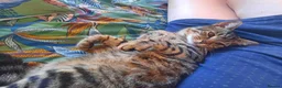 Mixed Breed cats for sale: Clyde and Reuben  in Exeter - Advert 5