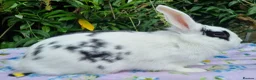 Mixed Breed rabbits for sale: Still Available - 4 Month old Baby Girl Bunny - Advert 8