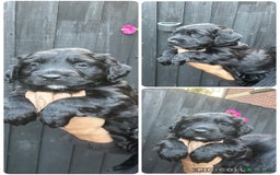 Mixed Breed dogs for sale: KC COCKER X MINI COLLIE PUPS  - Advert 25