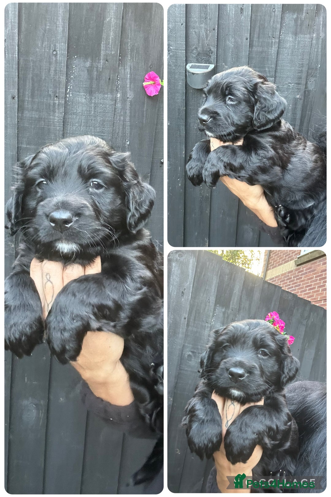 Mixed Breed dogs for sale: KC COCKER X MINI COLLIE PUPS  - Advert 25