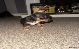Mixed Breed dogs for sale: Beautiful Jack X Chihuha litter  - Image 8