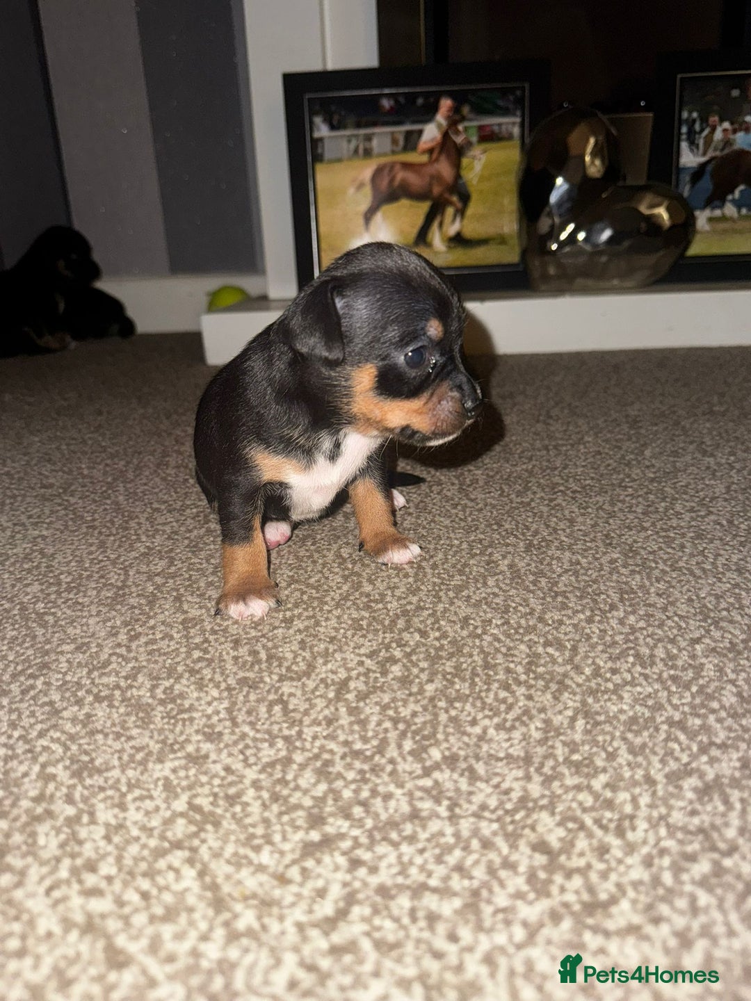 Mixed Breed dogs for sale: Beautiful Jack X Chihuha litter  - Image 8