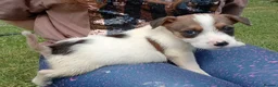 Jack Russell dogs for sale: Working Jack Russell Puppies  in Skipton - Advert 5