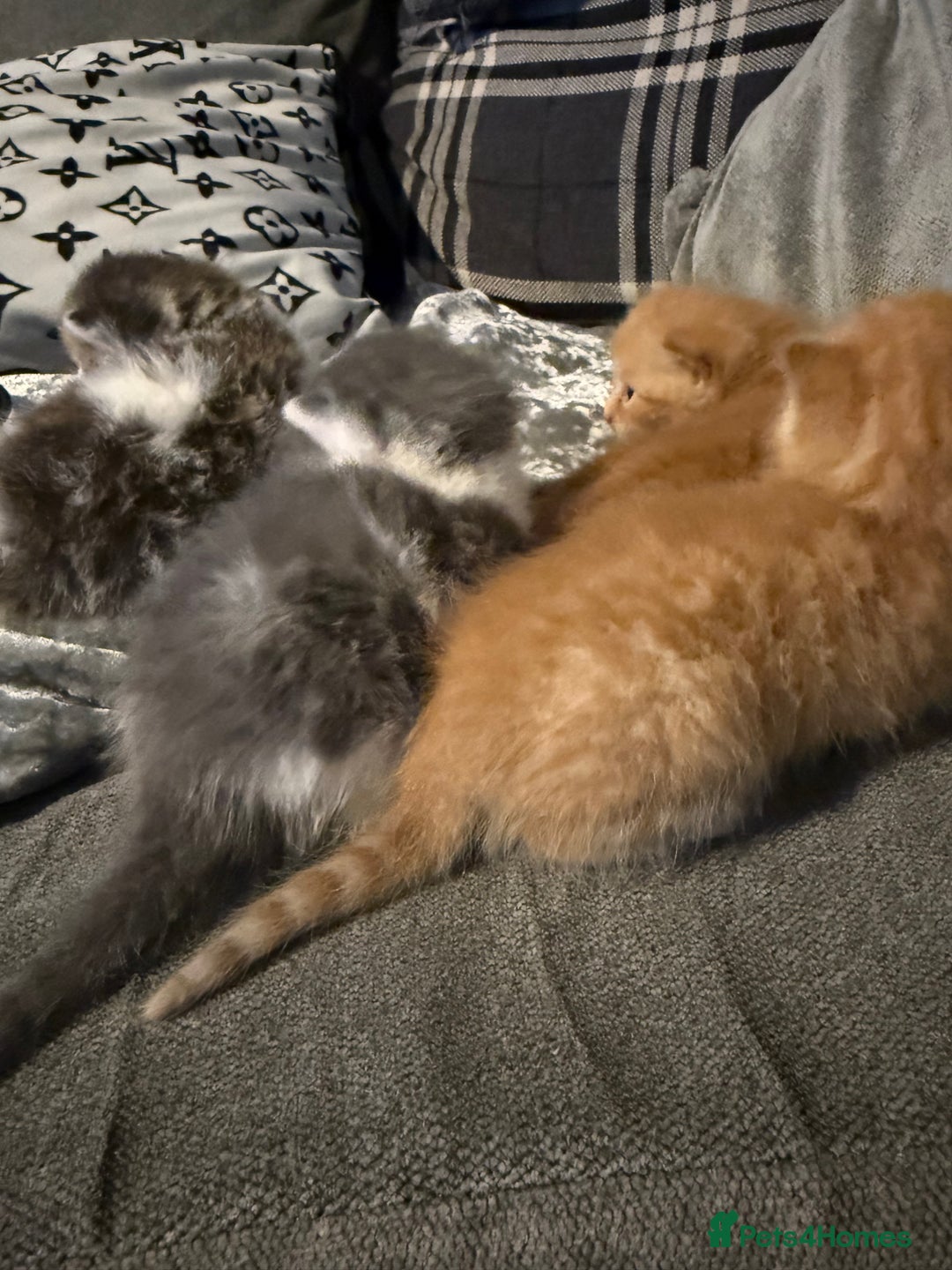 Mixed Breed cats for sale: Stunning kittens ready for new homes  - Advert 9