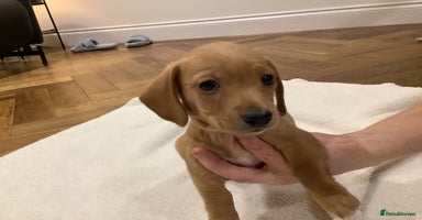 Miniature Dachshund dogs - Advert 2