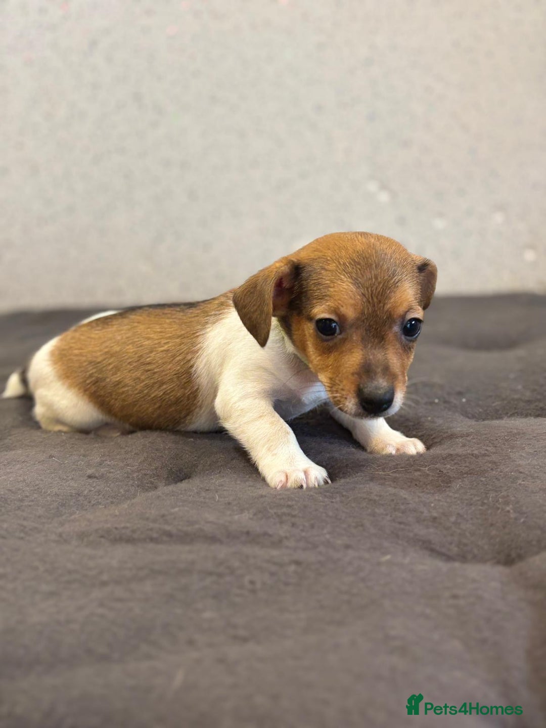Jack Russell dogs for sale: Jack Russell terriers  - Image 2