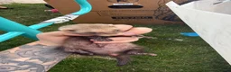 Ferret rodents for sale: Stunning Ferret. Kits  - Advert 9