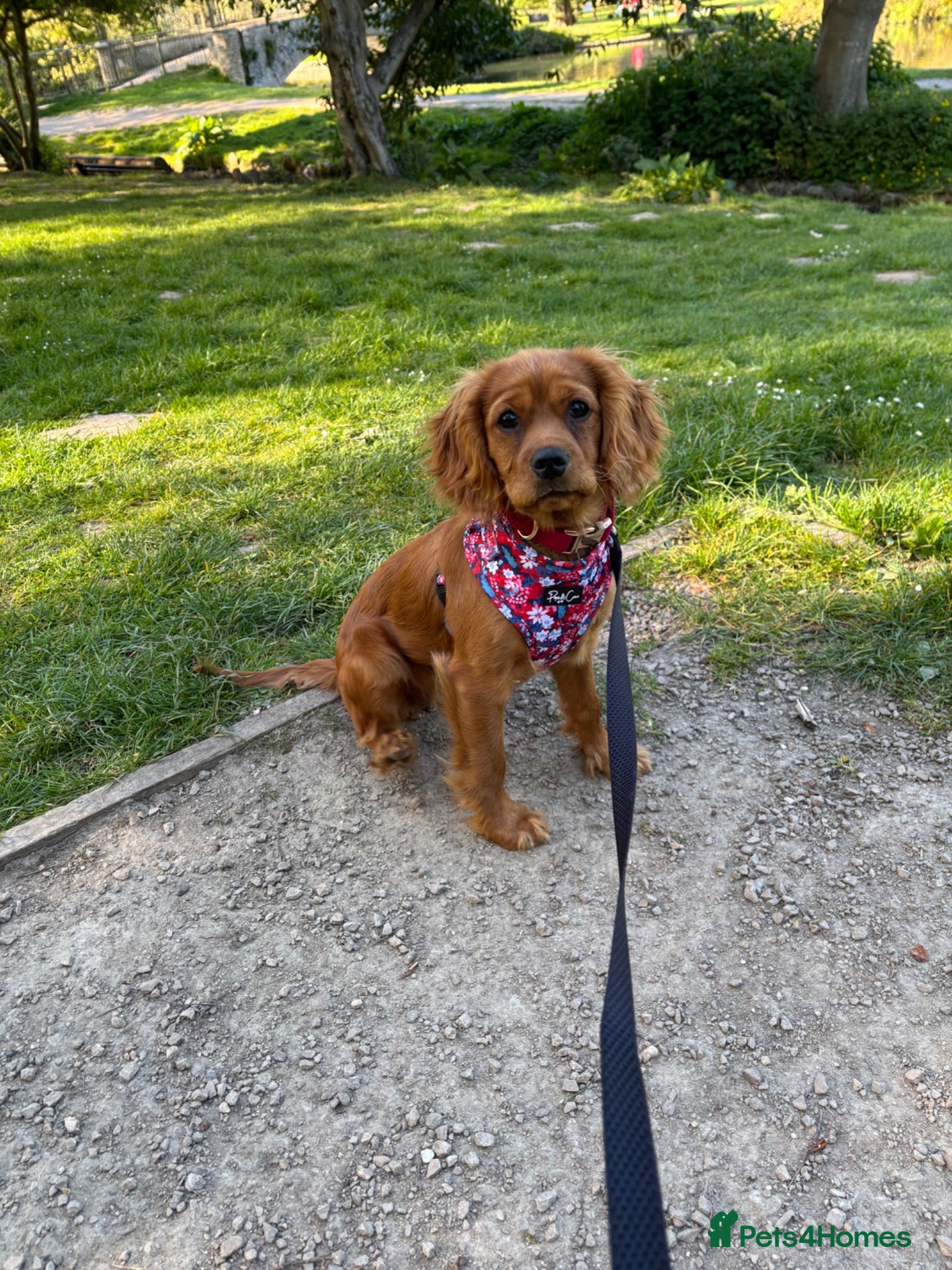 Cavalier King Charles Spaniel dogs 6 month old - Cavalier King Charles  - Advert 1